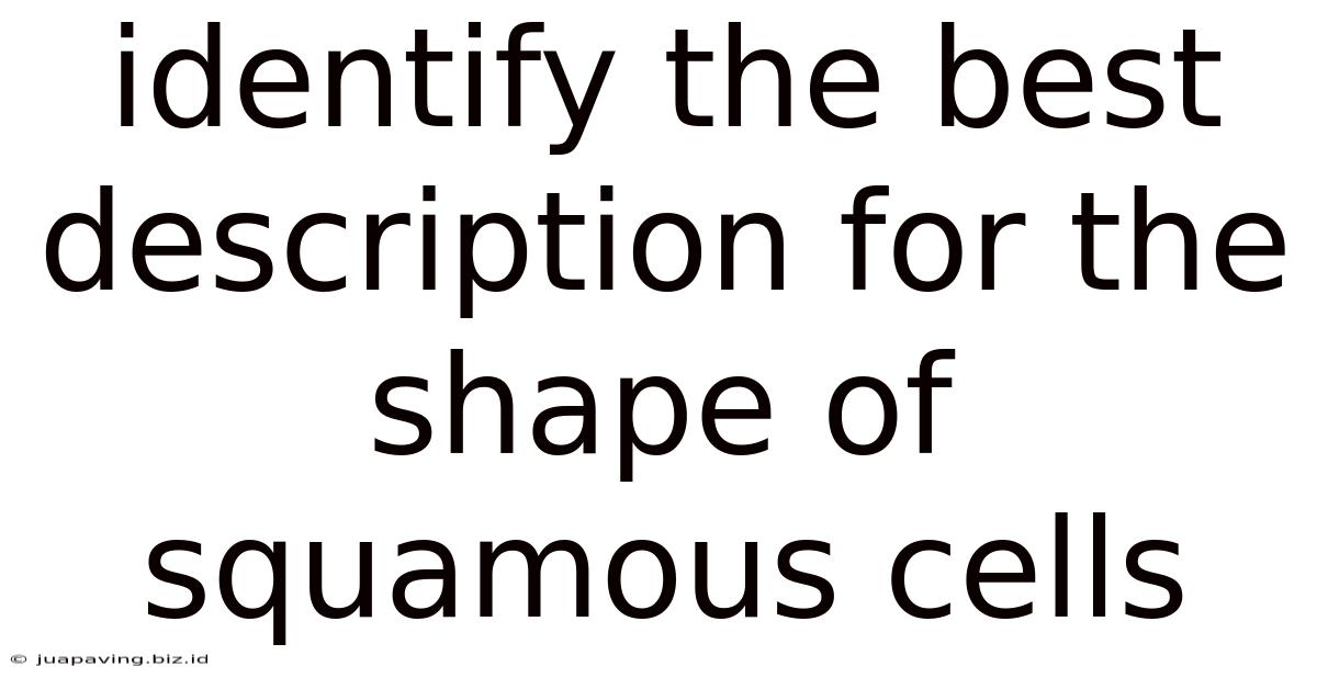 Identify The Best Description For The Shape Of Squamous Cells