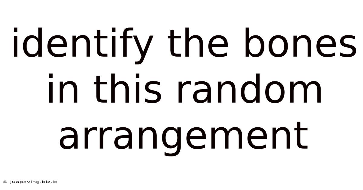 Identify The Bones In This Random Arrangement
