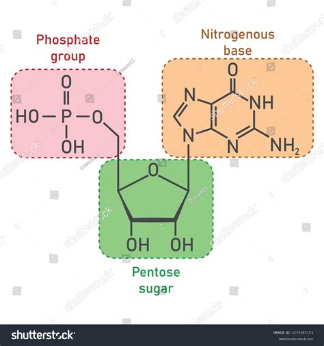 Identify The Three Parts Of A Nucleotide