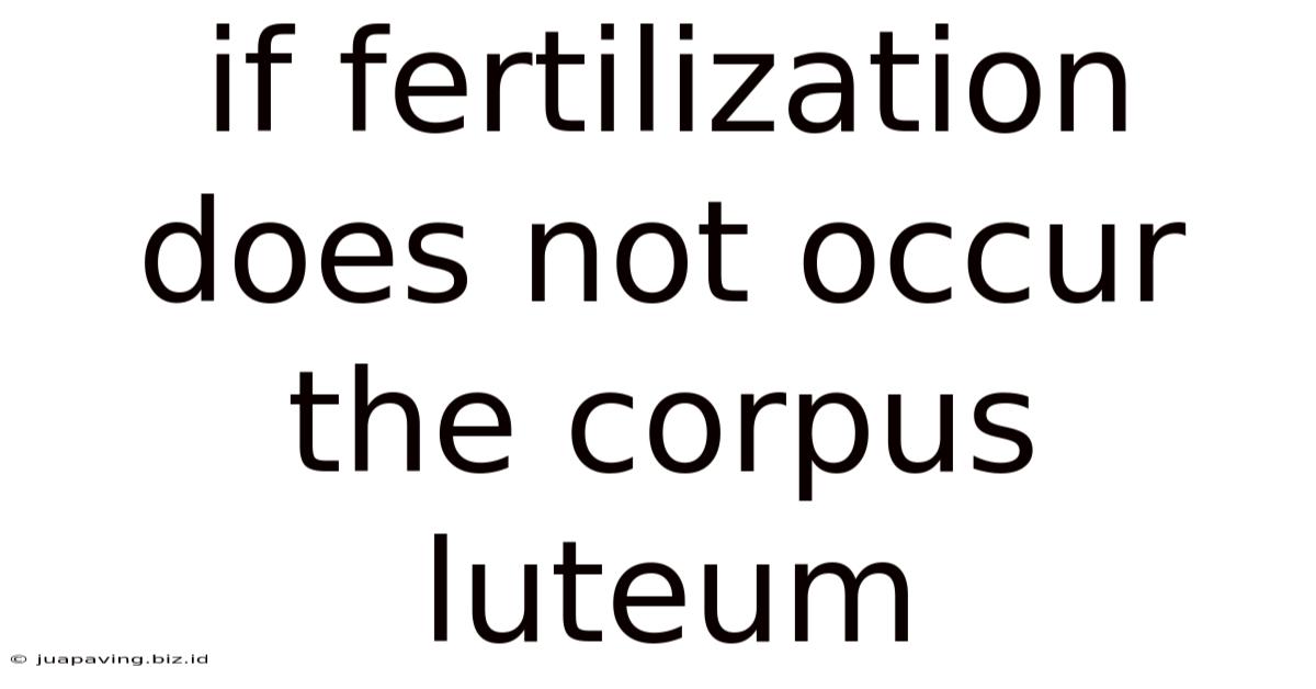 If Fertilization Does Not Occur The Corpus Luteum