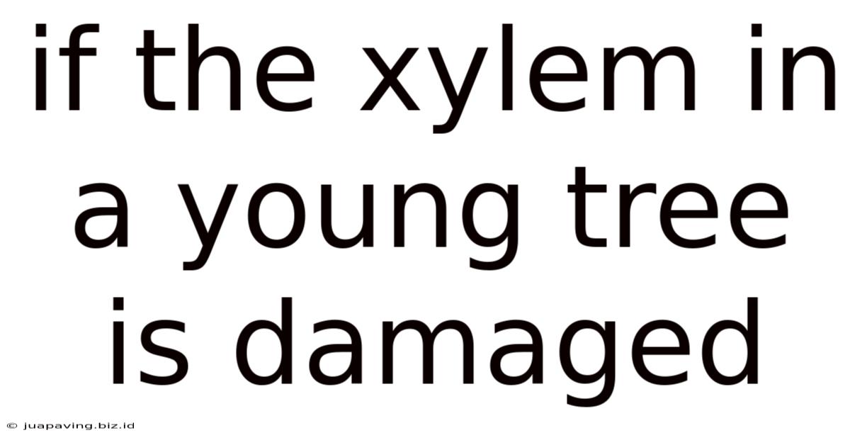 If The Xylem In A Young Tree Is Damaged