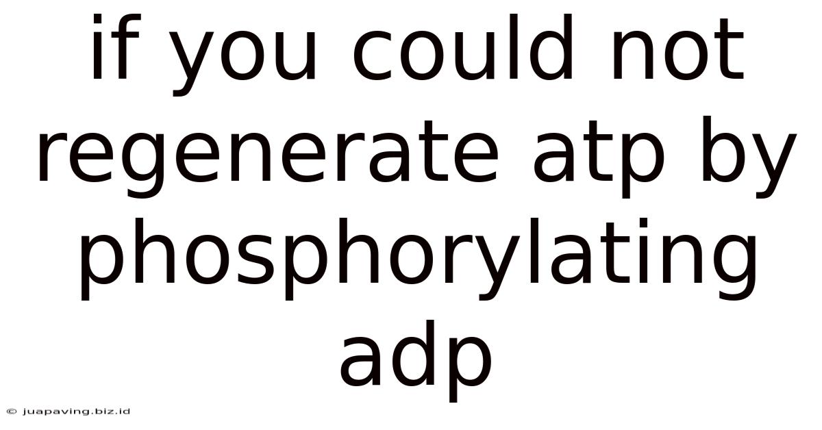 If You Could Not Regenerate Atp By Phosphorylating Adp