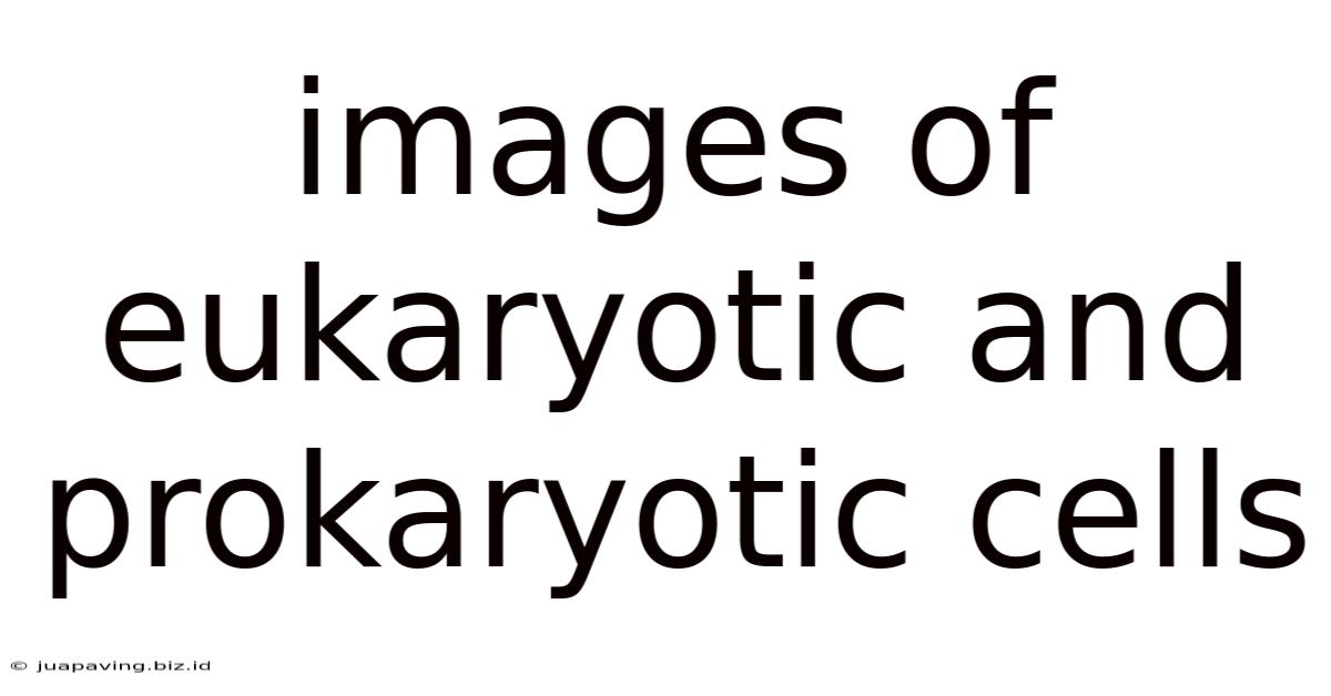 Images Of Eukaryotic And Prokaryotic Cells