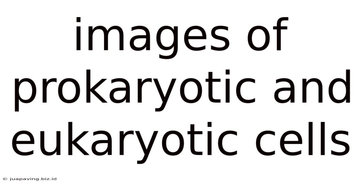 Images Of Prokaryotic And Eukaryotic Cells