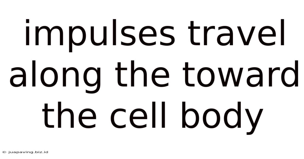 Impulses Travel Along The Toward The Cell Body