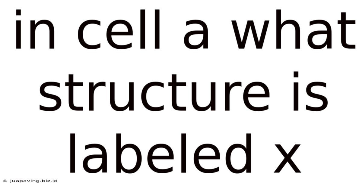 In Cell A What Structure Is Labeled X