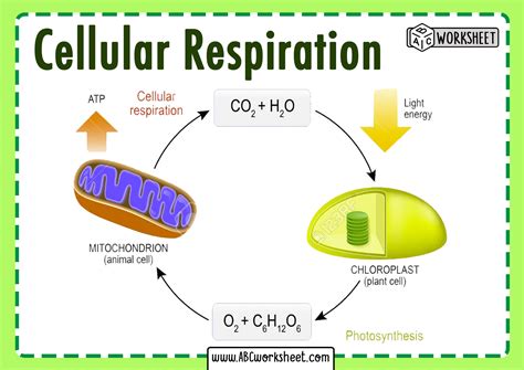 In Eukaryotes Cellular Respiration Takes Place In The