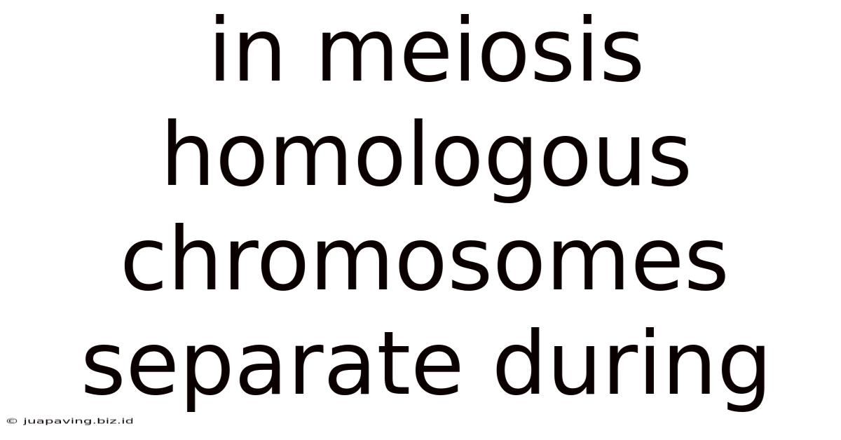 In Meiosis Homologous Chromosomes Separate During