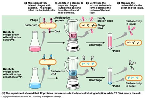 In The Hershey And Chase Experiment Radioactively-labeled