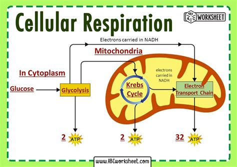 In What Organelle Does Cellular Respiration Occur