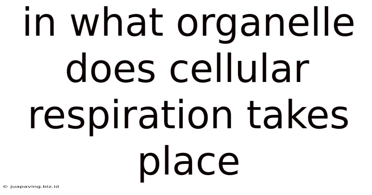 In What Organelle Does Cellular Respiration Takes Place