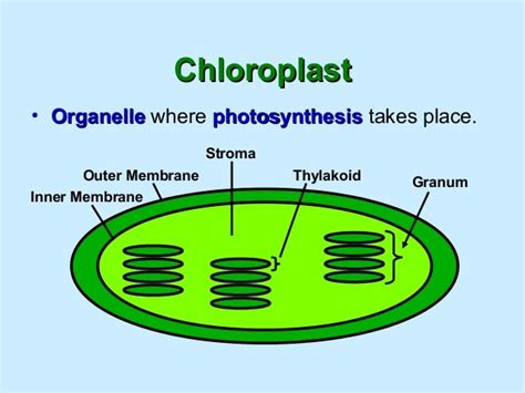 In What Organelle Does Photosynthesis Occur