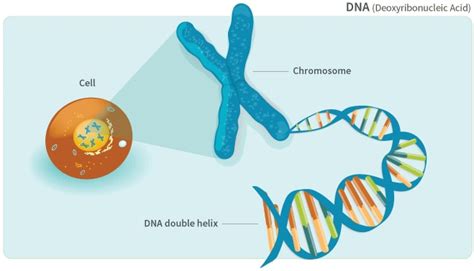 In What Two Organelles Can Dna Be Found