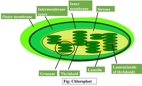 In Which Of The Following Organelles Does Photosynthesis Take Place