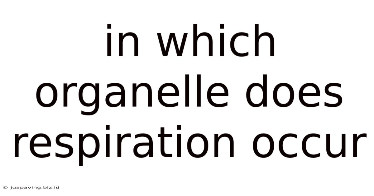 In Which Organelle Does Respiration Occur