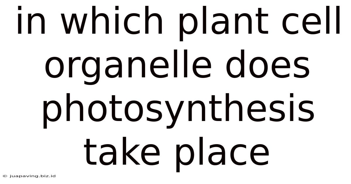 In Which Plant Cell Organelle Does Photosynthesis Take Place