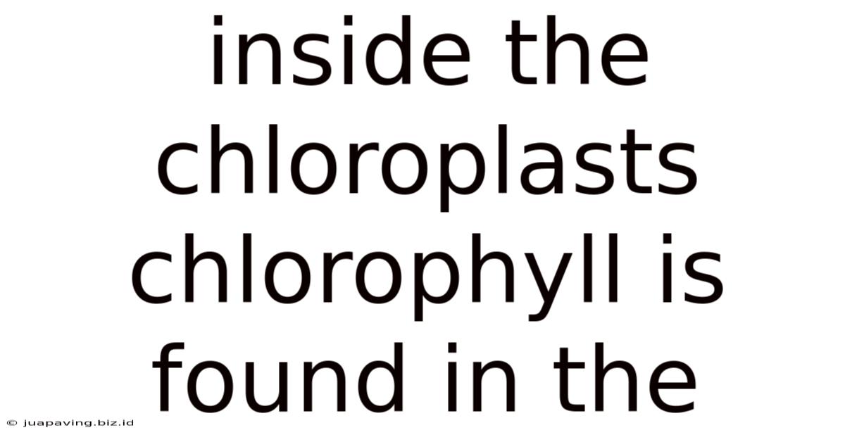 Inside The Chloroplasts Chlorophyll Is Found In The
