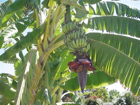 Is A Banana Tree An Herb