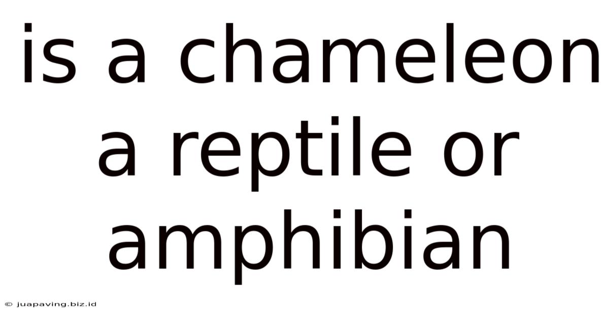 Is A Chameleon A Reptile Or Amphibian