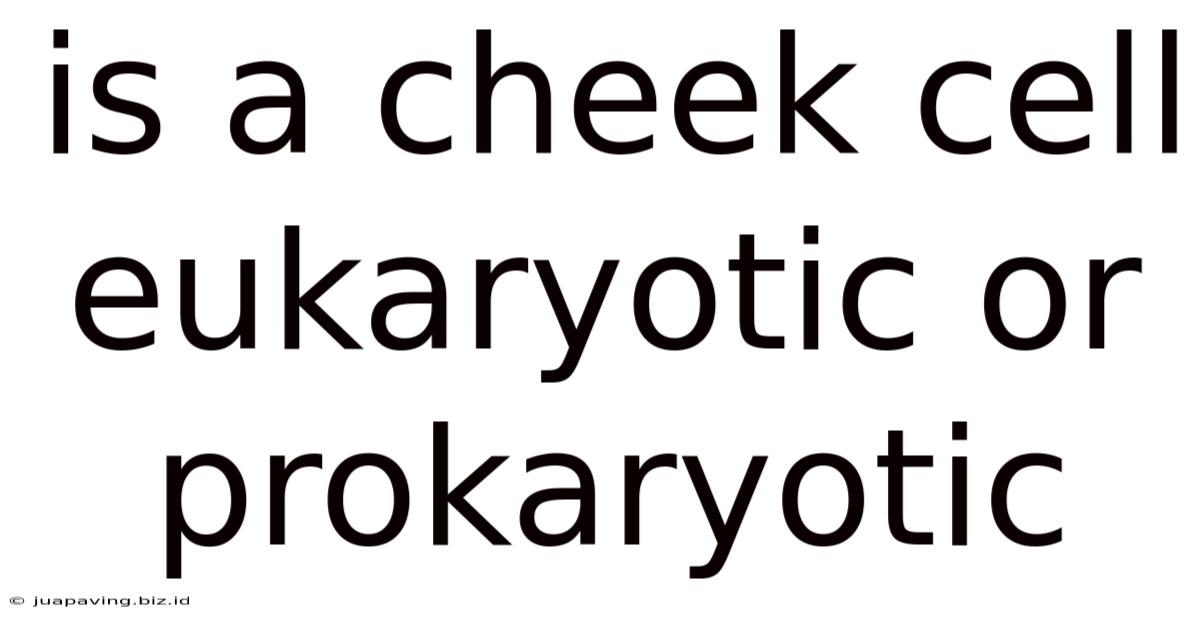 Is A Cheek Cell Eukaryotic Or Prokaryotic