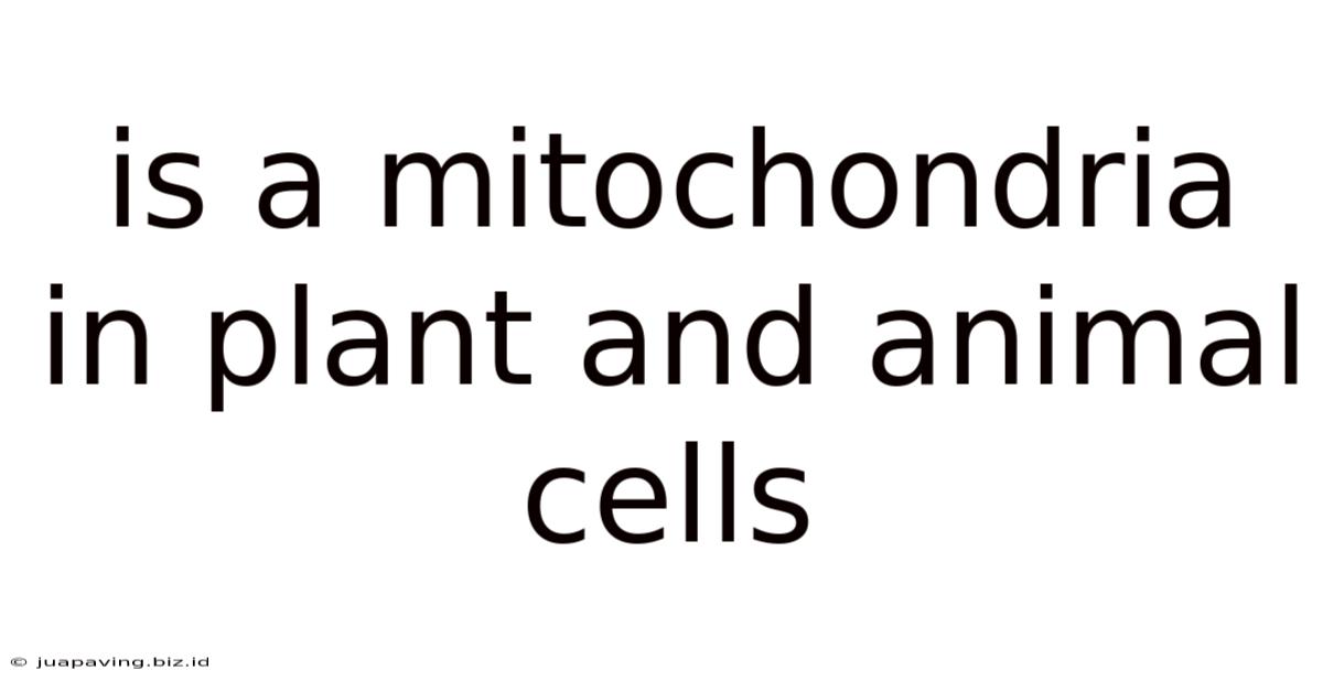 Is A Mitochondria In Plant And Animal Cells