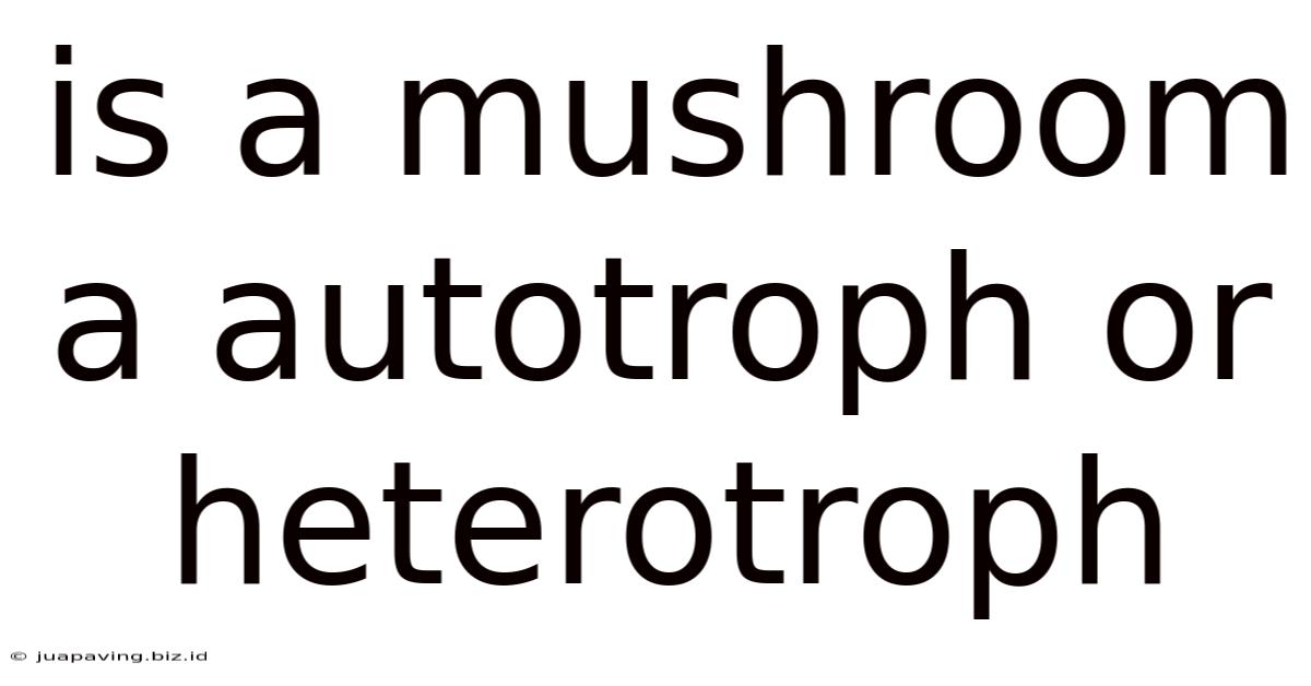 Is A Mushroom A Autotroph Or Heterotroph