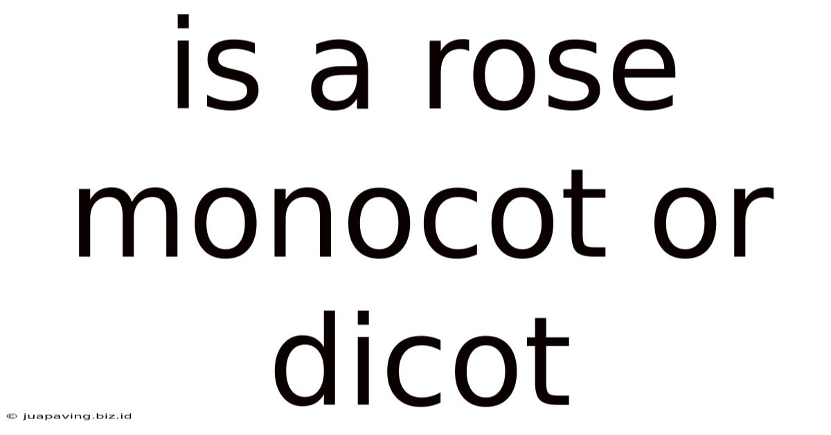 Is A Rose Monocot Or Dicot