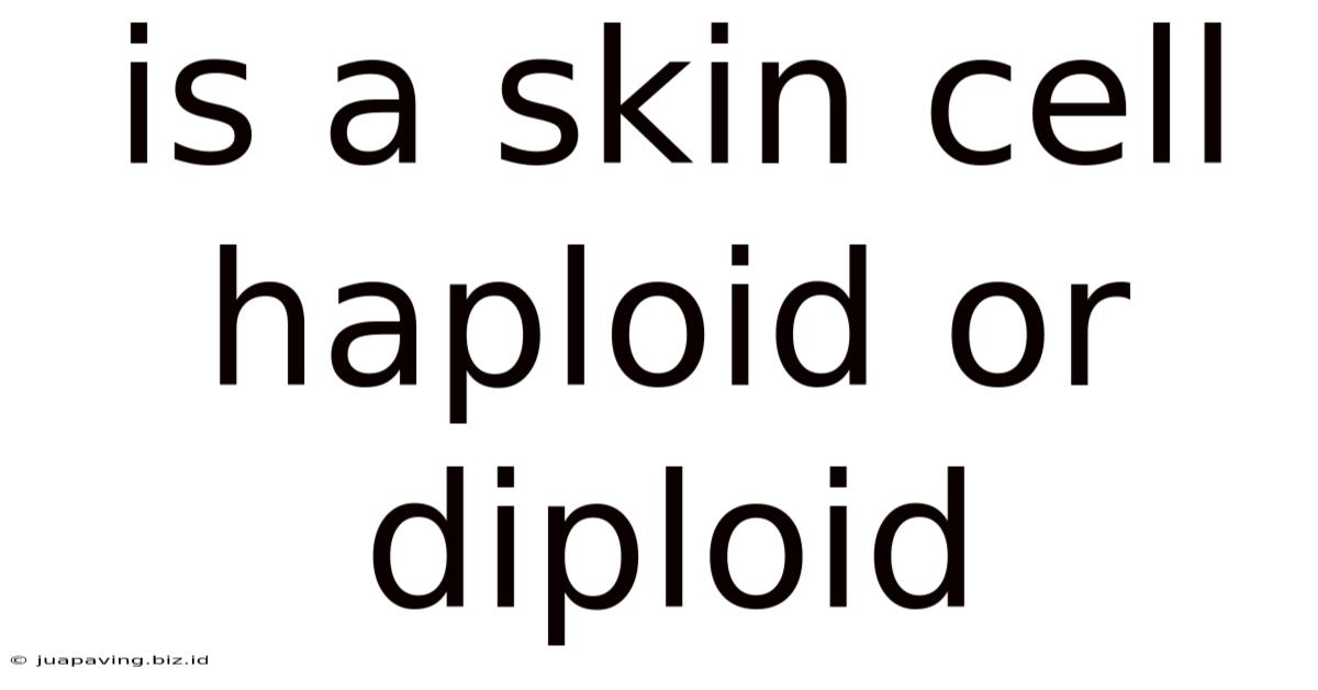 Is A Skin Cell Haploid Or Diploid