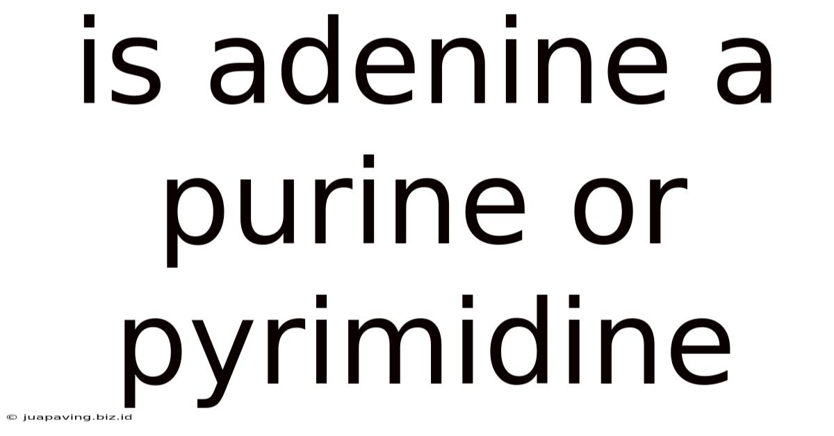 Is Adenine A Purine Or Pyrimidine