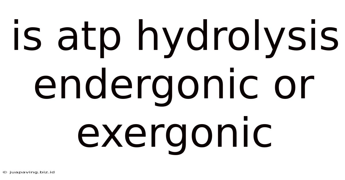 Is Atp Hydrolysis Endergonic Or Exergonic