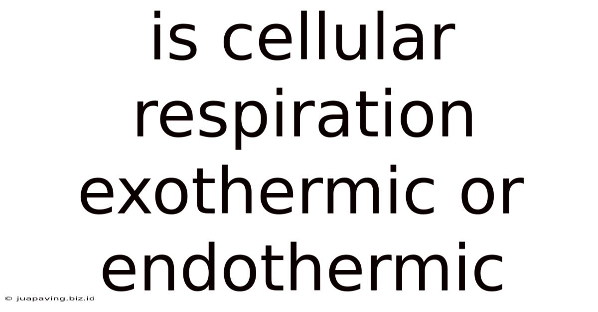 Is Cellular Respiration Exothermic Or Endothermic