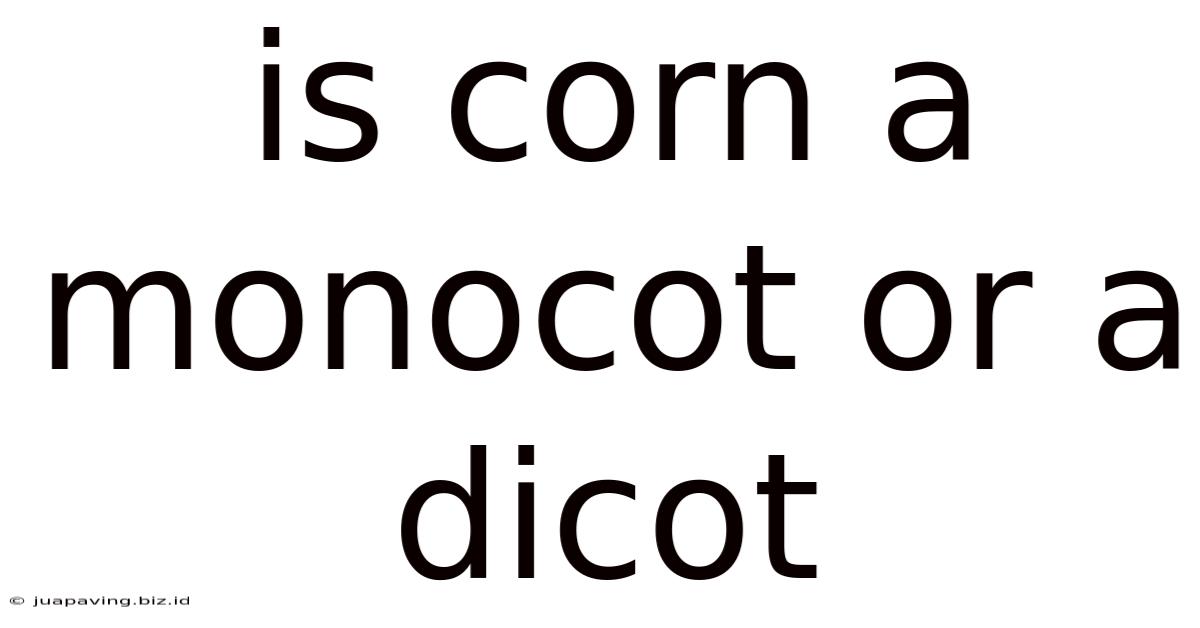 Is Corn A Monocot Or A Dicot