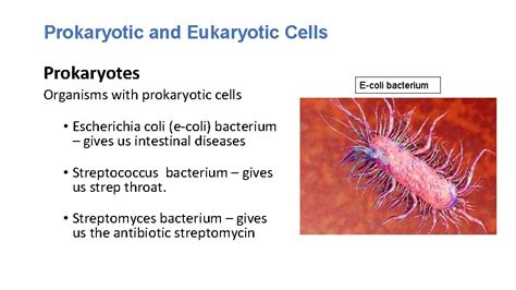 Is E Coli A Prokaryote Or Eukaryote