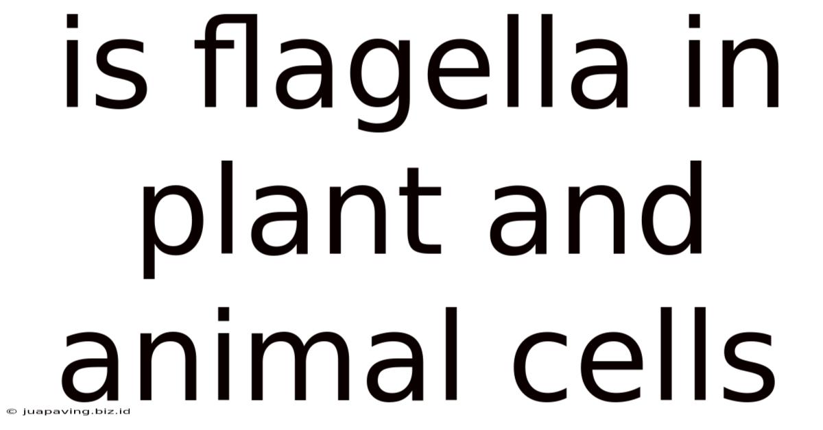 Is Flagella In Plant And Animal Cells