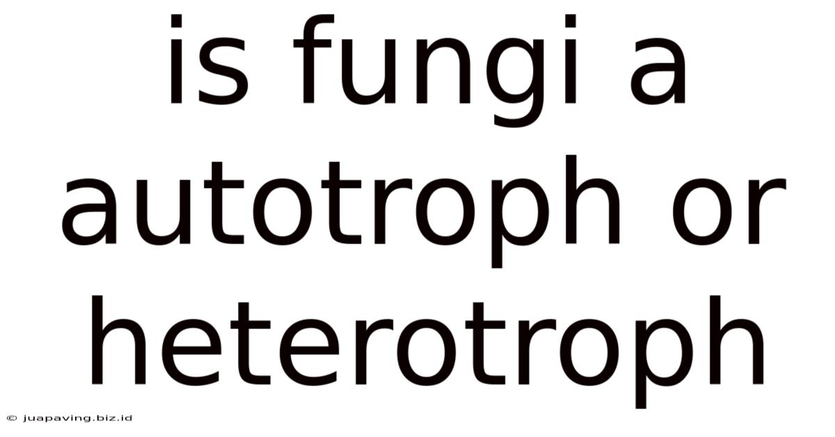 Is Fungi A Autotroph Or Heterotroph