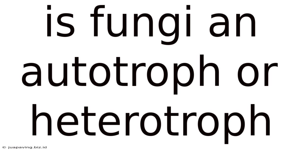 Is Fungi An Autotroph Or Heterotroph