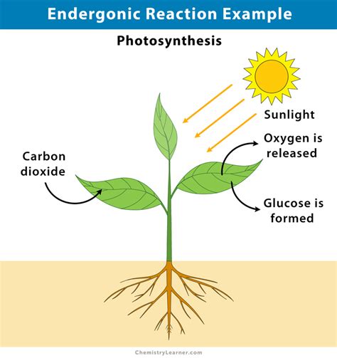 Is Photosynthesis An Endergonic Or Exergonic Reaction