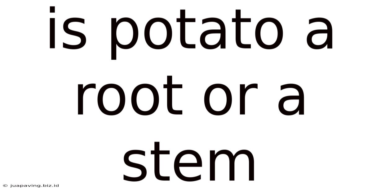 Is Potato A Root Or A Stem