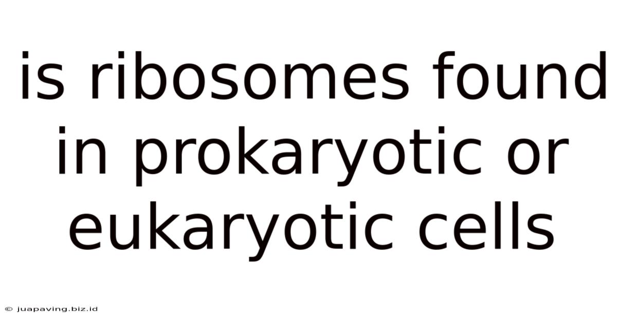 Is Ribosomes Found In Prokaryotic Or Eukaryotic Cells