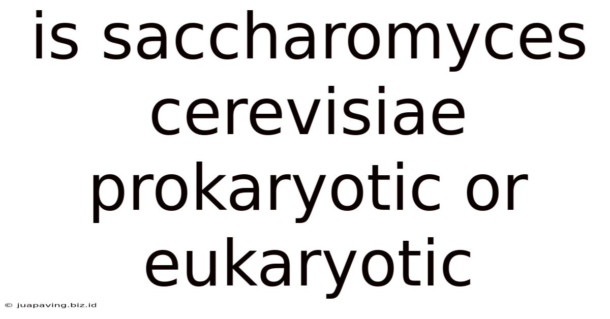 Is Saccharomyces Cerevisiae Prokaryotic Or Eukaryotic