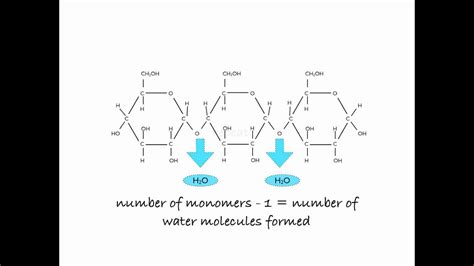 Is Starch A Polymer Of Glucose