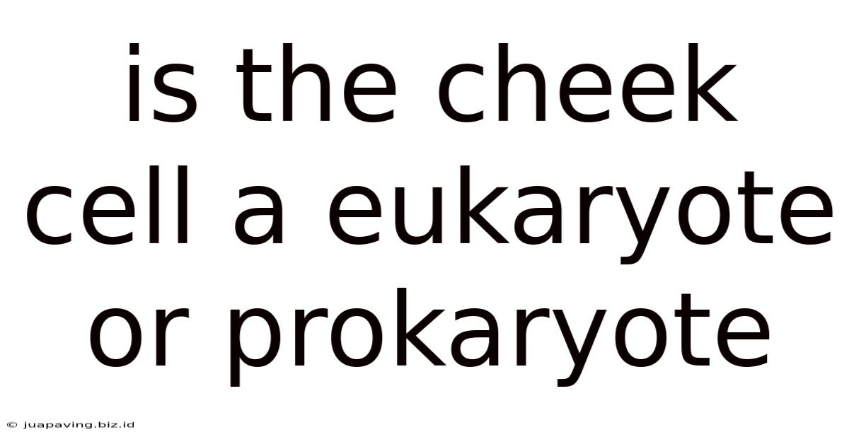 Is The Cheek Cell A Eukaryote Or Prokaryote