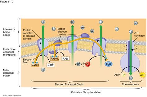 Is The Final Electron Acceptor Of The Electron Transport Chain