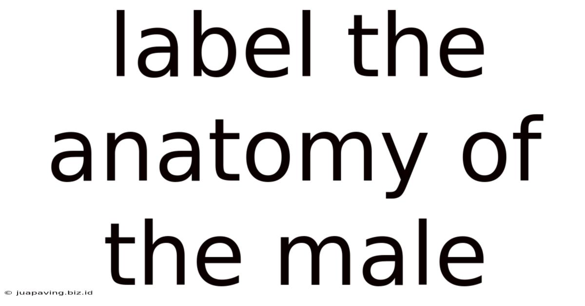Label The Anatomy Of The Male