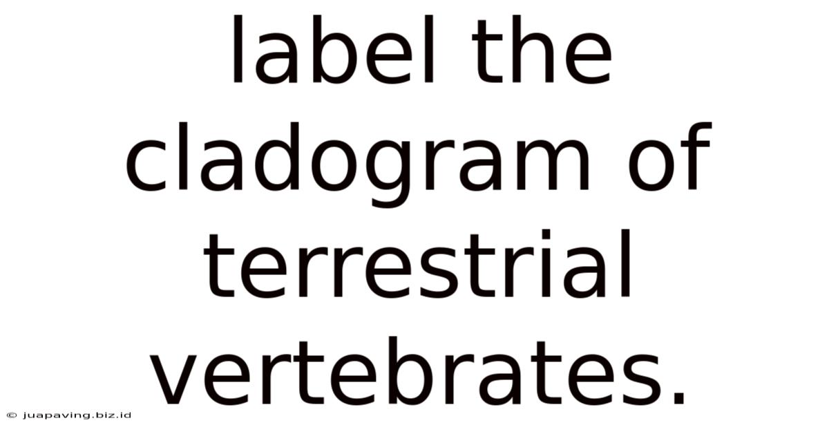 Label The Cladogram Of Terrestrial Vertebrates.