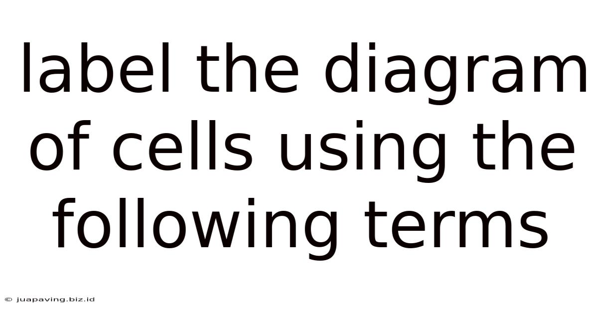 Label The Diagram Of Cells Using The Following Terms