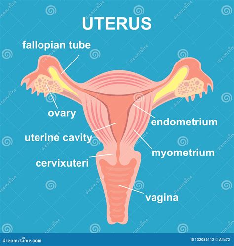 Label The Diagram Of The Female Reproductive System