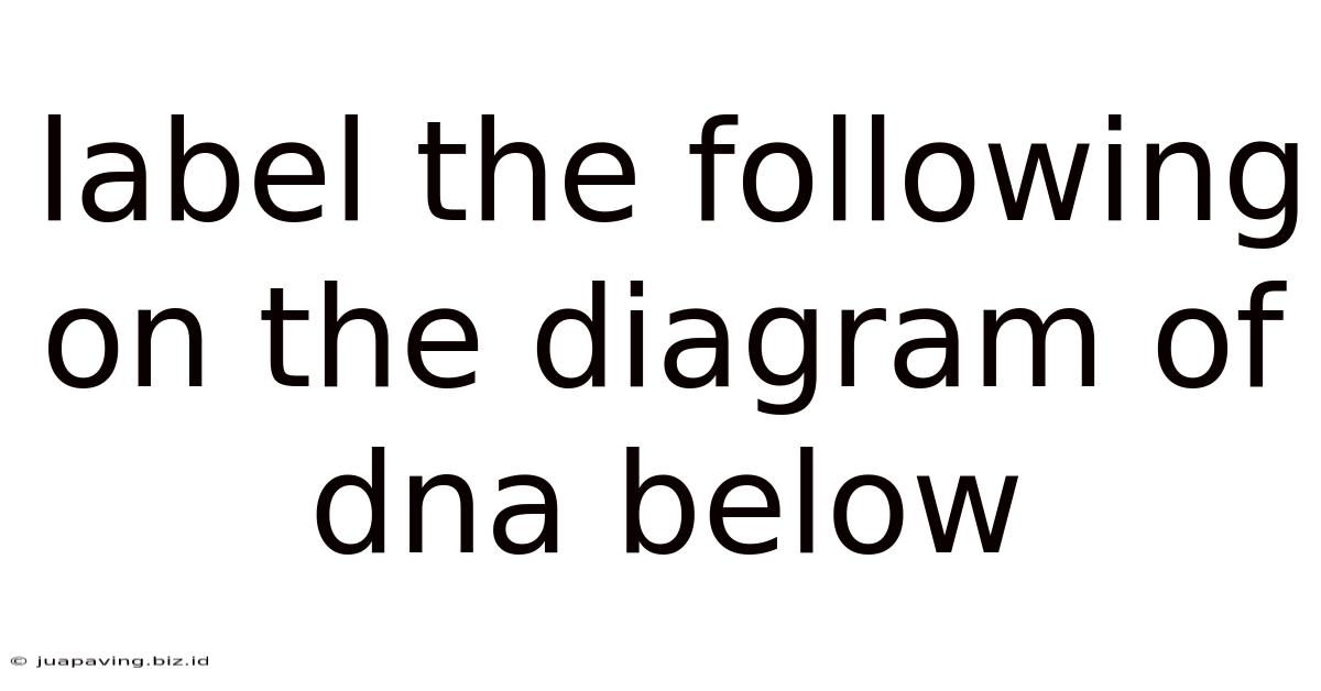 Label The Following On The Diagram Of Dna Below