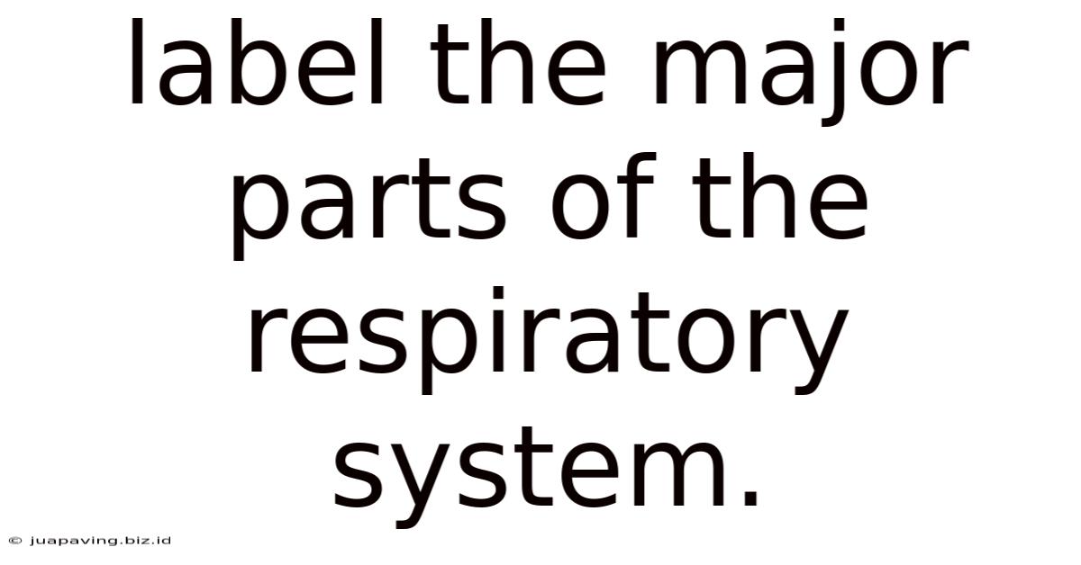 Label The Major Parts Of The Respiratory System.