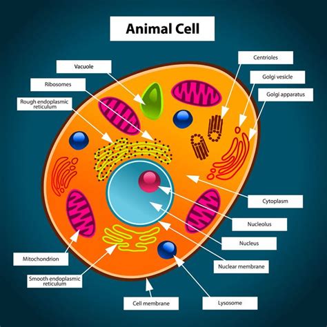 Label The Parts Of A Animal Cell